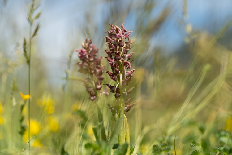 Anacamptis coriophora subsp. martrinii, 06/2025, Llo (66) &copy; Simon Combet