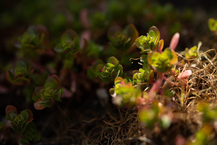 Lythrum borysthenicum, 04/2025, Rodès (66) &copy; Simon Combet