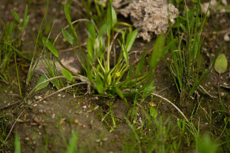 Ranunculus nodiflorus, 04/2025, Rodès (66) &copy; Simon Combet