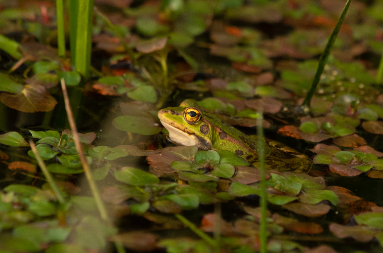 Pelophylax perezi, mâle adulte, 07/2025, Millas (66) &copy; Simon Combet
