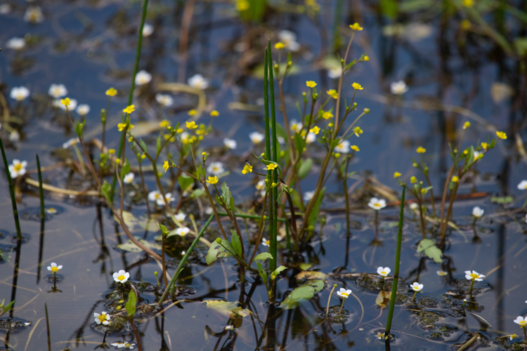 Ranunculus ophioglossifolius, 06/2024, Issepts (46) &copy; Simon Combet