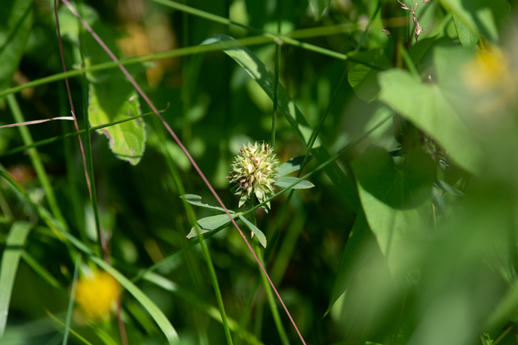 Trifolium squamosum, 06/2023, Issepts (46) &copy; Simon Combet