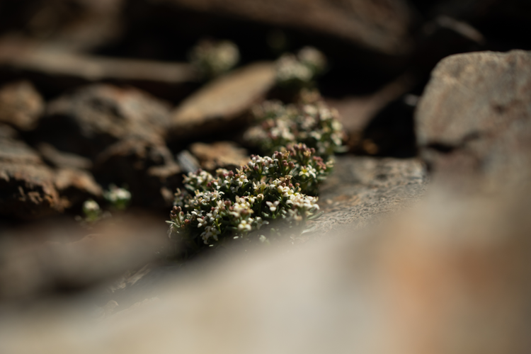 Galium cometorhizon, 06/2025, Err (66) &copy; Simon Combet