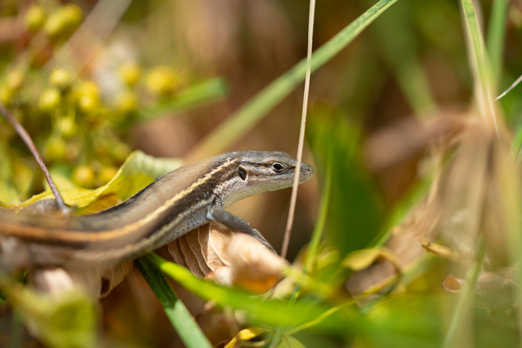 Psammodrome algire, Montalba-le-Château, 04/2024 &copy; Simon Combet