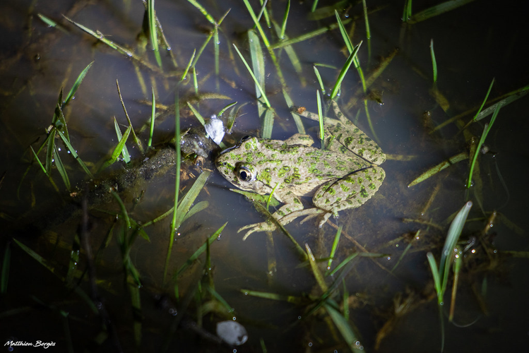 Pélodyte ponctué - Pelodytes punctatus - 21/03/2022 - Léguevin &copy; Matthieu Bergès