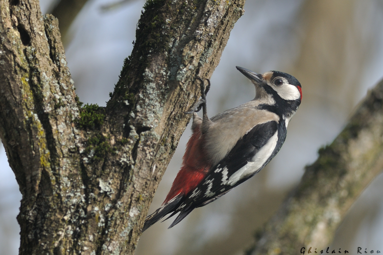Pic épeiche mâle, 4 mars 2026, Mazères (09) &copy; Ghislain Riou
