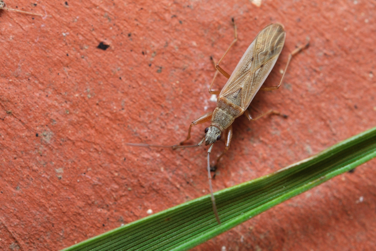 Paromius gracilis, 6 mars 2026, Venerque (31) &copy; Ghislain Riou