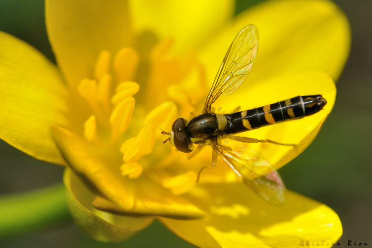 Sphaerophoria scripta, 8 mars 2026, Venerque (31) &copy; Ghislain Riou