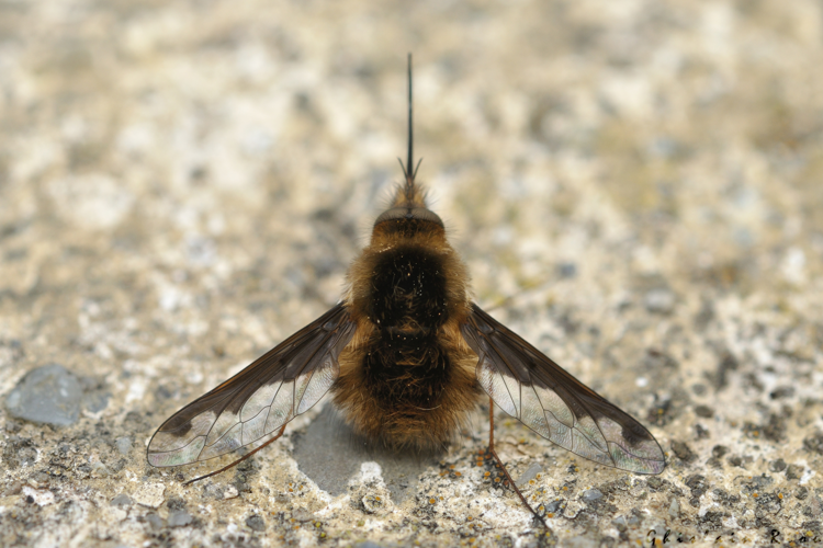 Bombylius major, 8 mars 2026, Venerque (31) &copy; Ghislain Riou