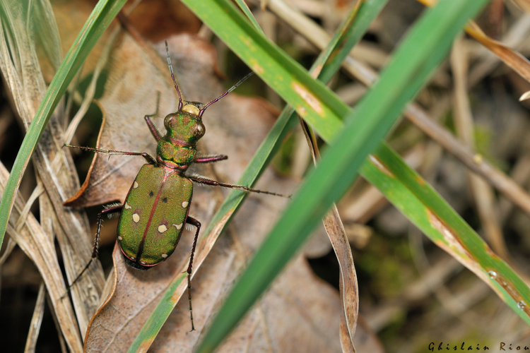 Cicindela campestris, 7 mars 2026, Venerque (31) &copy; Ghislain Riou