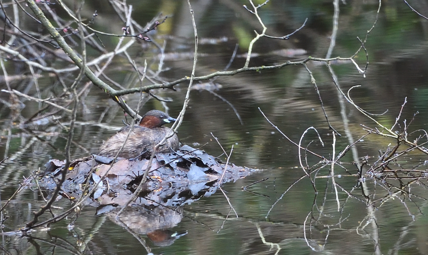Grèbe castagneux, 14 mars 2026, Portet-sur-Garonne (31) &copy; L'Hermite Jean-Marc
