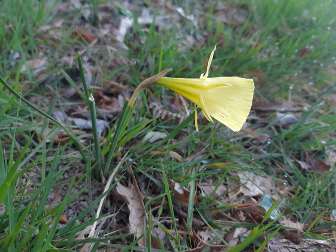 Narcissus gigas, 20 mars 2026, Lannemezan (65) &copy; Ghislain Riou