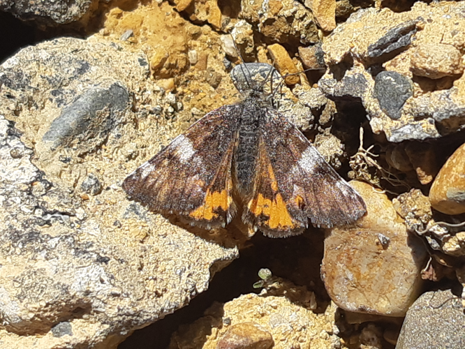 Archiearis parthenias, 20 mars 2026, Tilhouse (65) &copy; Ghislain Riou