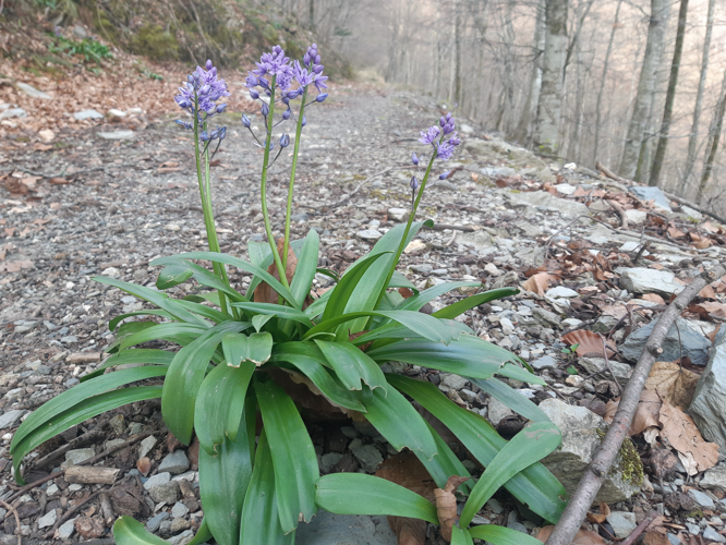 Tractema lilio-hyacinthus, 23 mars 2026, Gazave (65) &copy; Ghislain Riou