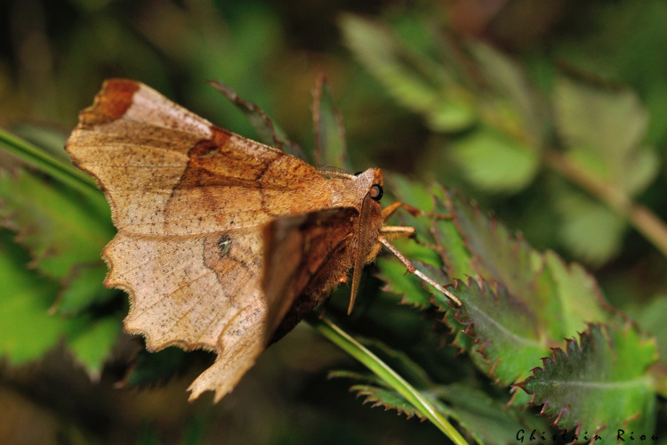 Selenia lunularia, 8 avril 2026, Venerque (31) &copy; Ghislain Riou