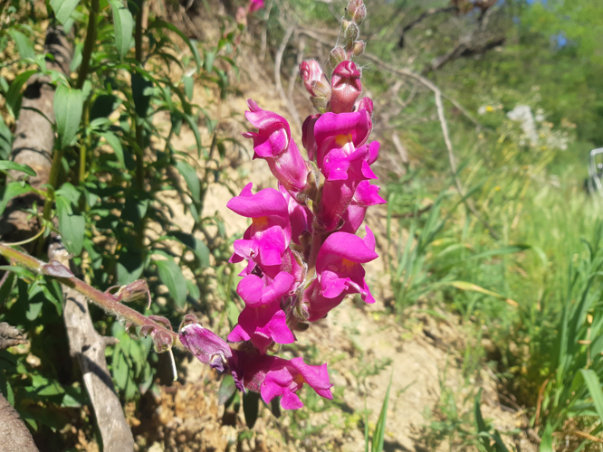 Antirrhinum majus, 14 avril 2026, Lacroix-Falgarde (31) &copy; Ghislain Riou
