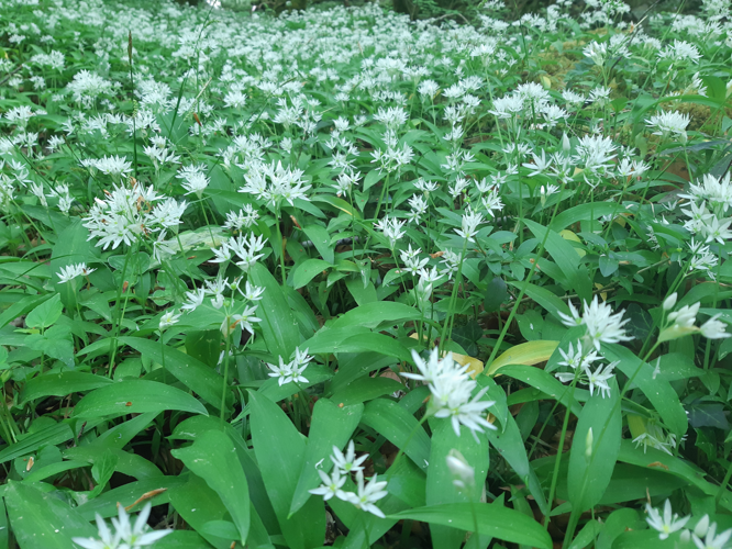 Allium ursinum, 21 avril 2026, Gazave (65) &copy; Ghislain Riou