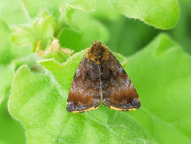 Panemeria tenebrata, 26 avril 2026, Le Vernet (31) &copy; Ghislain Riou
