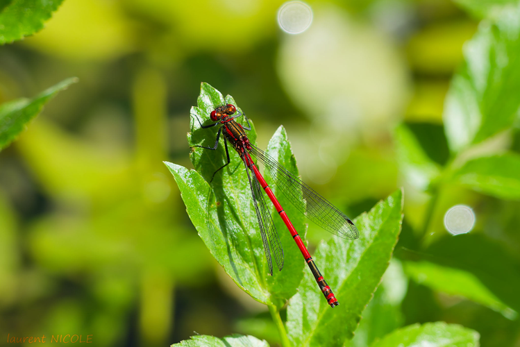 Pyrrhosoma nymphula, 21 avril, 2026, salviac (46) &copy; Laurent Nicole