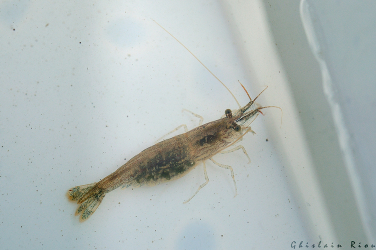 Atyaephyra desmarestii, 4 mai 2026, Saint-aignan (82) &copy; Ghislain Riou