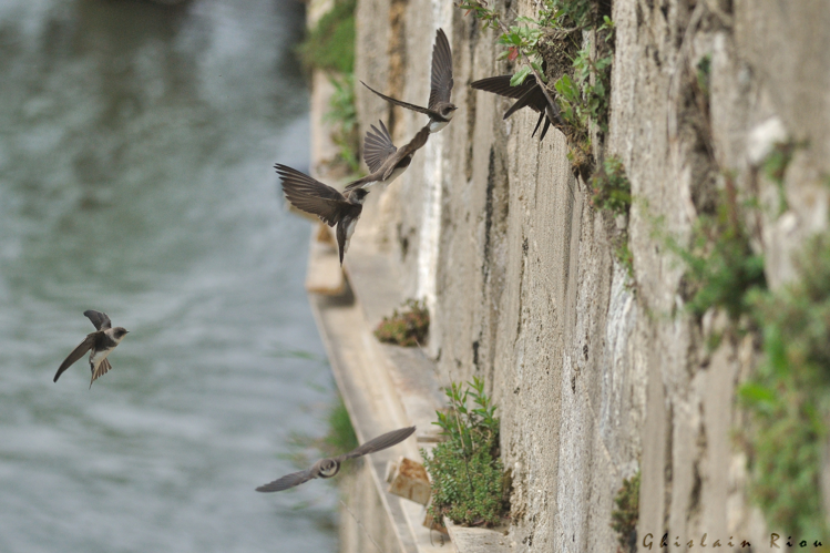 hirondelles de rivages, colonie sur quai, 4 mai 2026, Lamagistère (82) &copy; Ghislain Riou