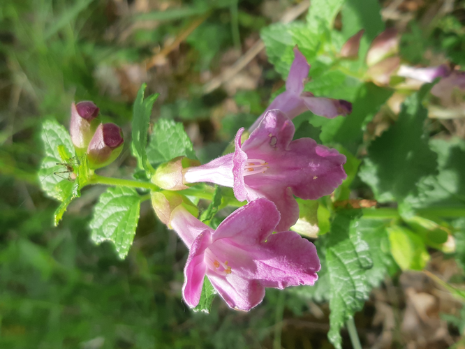 Melittis melissophyllum, 8 mai 2026, Monteils (12) &copy; Ghislain Riou