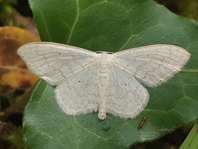 Scopula floslactata, 8 mai 2026, Monteils (12) &copy; Ghislain Riou