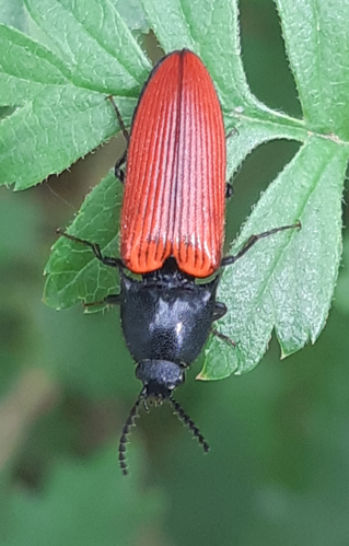 Ampedus sangineus, 9 mai 2026, Najac (12) &copy; Ghislain Riou
