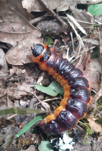 Cossus cossus chenille, 9 mai 2026, Saint-Martin-Laguépie (81) &copy; Ghislain Riou
