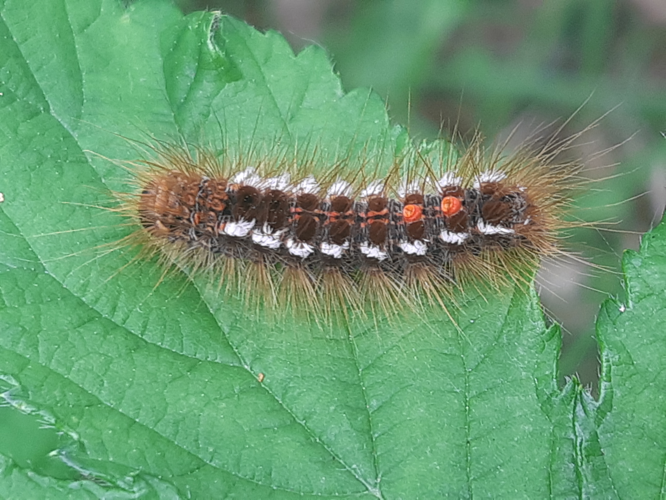 Euproctis chrysorrhoea chenille, 8 mai 2026, Monteils (12) &copy; Ghislain Riou