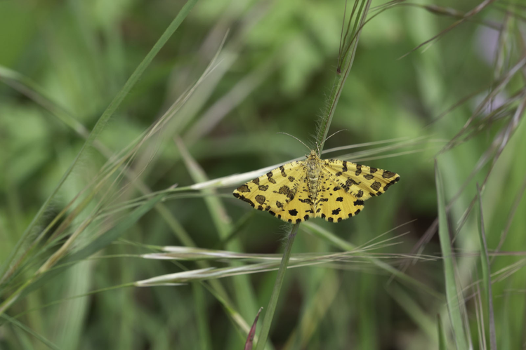 Pseudopanthera macularia, 9 mai 2026, Argelès-sur-Mer (66) &copy; Delmas Claudine