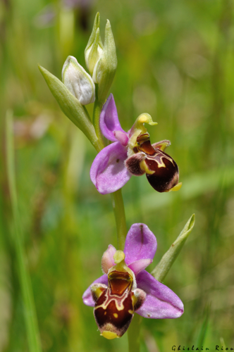 Ophrys scolopax, 12 mai 2026, Anan (31) &copy; Ghislain Riou