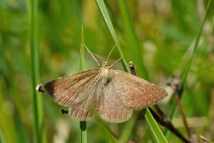 Aplasta ononaria, 12 mai 2026, Anan (31) &copy; Ghislain Riou