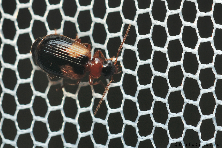 Lebia scapularis, 19 mai 2026, Venerque (31) &copy; Ghislain Riou