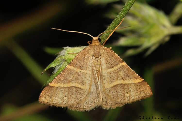 Perigune narbonea, 19 mai 2026, Venerque (31) &copy; Ghislain Riou