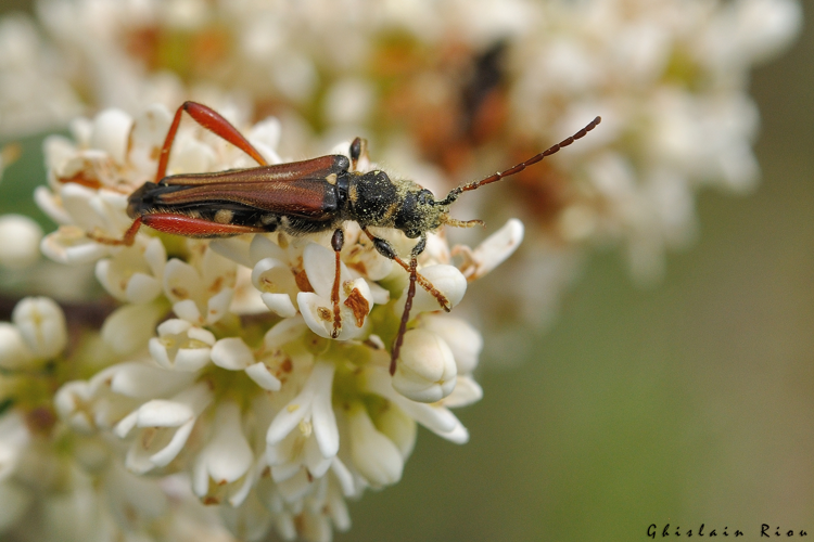 Stenopterus rufus, 17 mai 2026, Venerque (31) &copy; Ghislain Riou