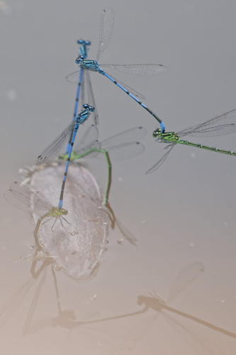 Coenagrion puella, 3 juin 2023, Figeac (46) &copy; Thorel Guilhem , Rougeyrolles Delphine