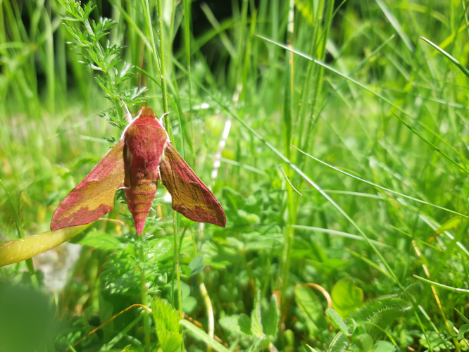Deilephila porcellus, 26 mai 2026, Cazaux-Fréchet-Anéran-Camors (65) &copy; Ghislain Riou