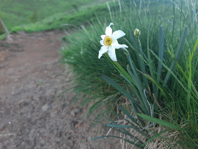 Narcissus poeticus, 26 mai 2026, Cazaux-Fréchet-Anéran-Camors (65) &copy; Ghislain Riou