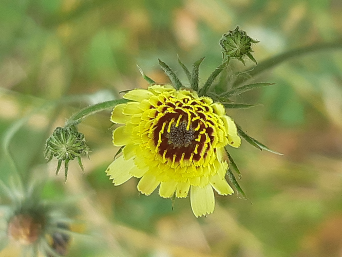 Tolpis umbellata, 31 mai 2026, Miremont (31) &copy; Ghislain Riou