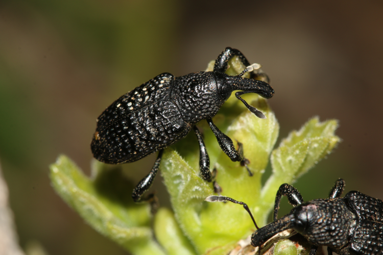 Imago posé sur bourgeons de figuier (Montaigut-sur-Save, 31, mai 2026) &copy; Pierre-Olivier Cochard