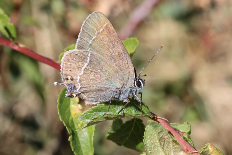 Satyrium spini, 8 août 2023, Valcebollère (66) &copy; Nicolas Mangold