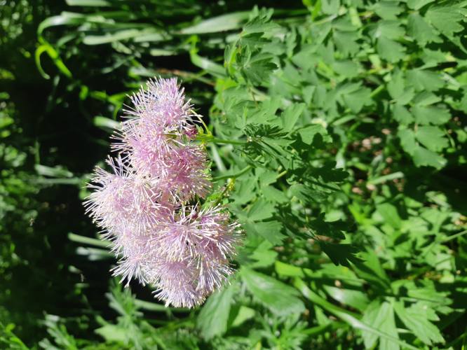 Thalictrum aquilegiifolium, 12 juin 2026, Oô (31) &copy; Ghislain Riou