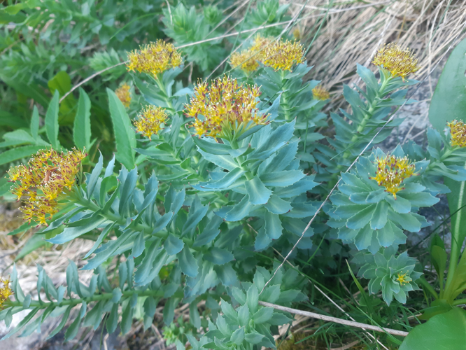 Rhodiola rosea, 11 juin 2026, Oô (31) &copy; Ghislain Riou