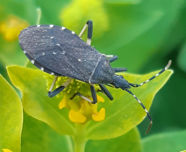 Dicranocephalus medius, 12 juin 2026, Oô (31) &copy; Ghislain Riou