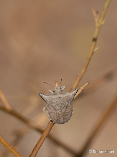 Ventocoris falcatus - Treilles (11) &copy; Nicolas ROMET