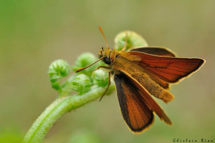 Thymelicus sylvestris, 16 juin 2026, Bordères-Louron (65) &copy; Ghislain Riou