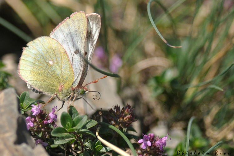 Colias phicomone, 7 juillet 2026, Bordères-Louron (65) &copy; Ghislain Riou