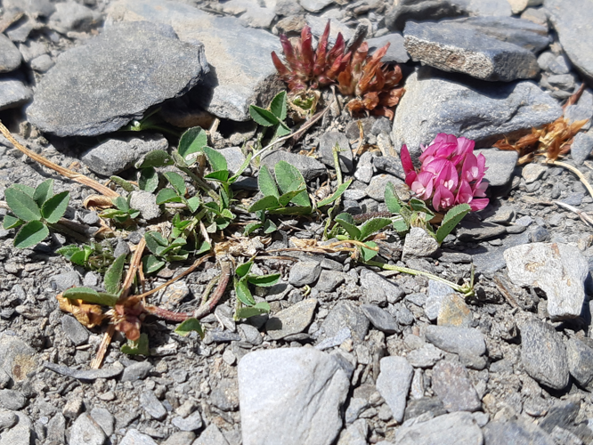 Trifolium thalii, 24 juil. 2026, Aragnouet (65) &copy; Ghislain Riou