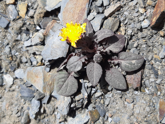 Crepis pygmaea, 24 juil. 2026, Aragnouet (65) &copy; Ghislain Riou
